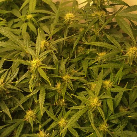 Tutankhamon growlog timeline photo