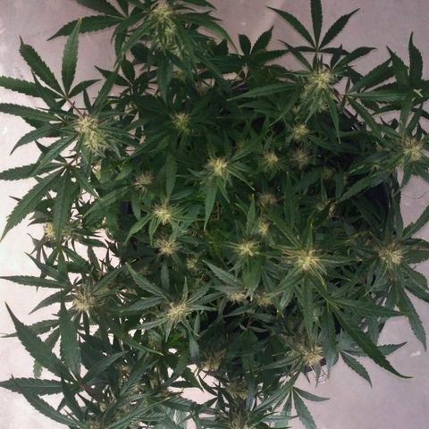 Tutankhamon growlog timeline photo