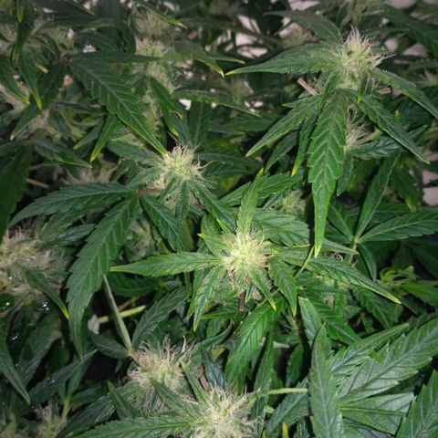 Tutankhamon growlog timeline photo