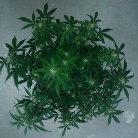 LSD growlog timeline photo