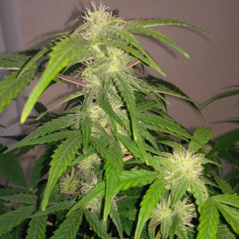 LSD growlog timeline photo