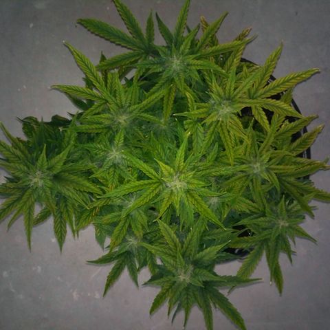 Satori growlog timeline photo