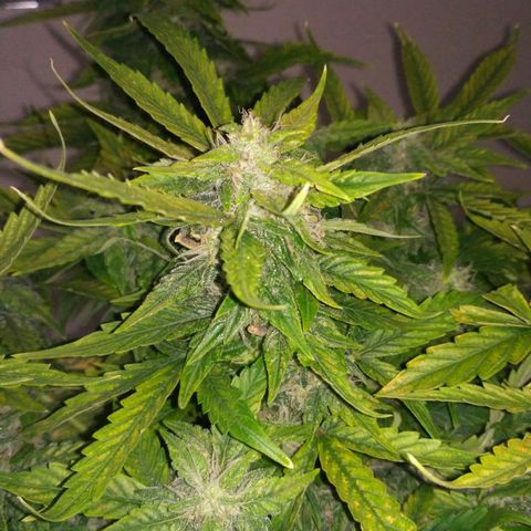 Satori growlog timeline photo