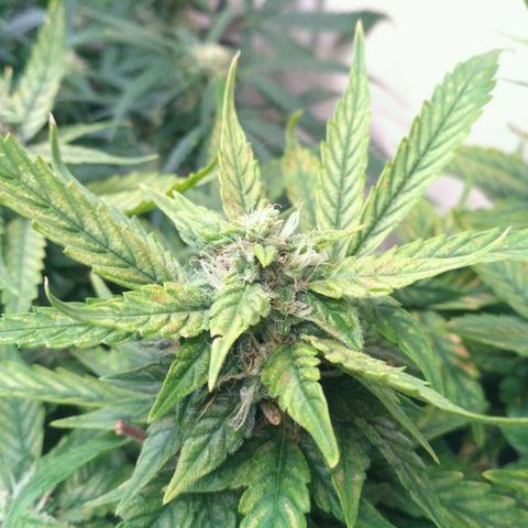 Satori growlog timeline photo