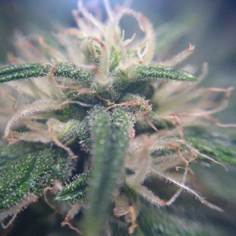 Tutankhamon growlog timeline photo