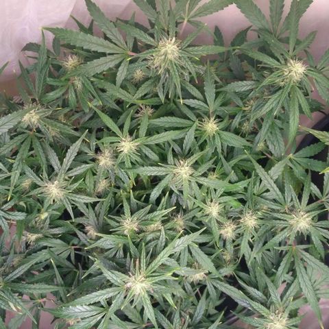 Tutankhamon growlog timeline photo
