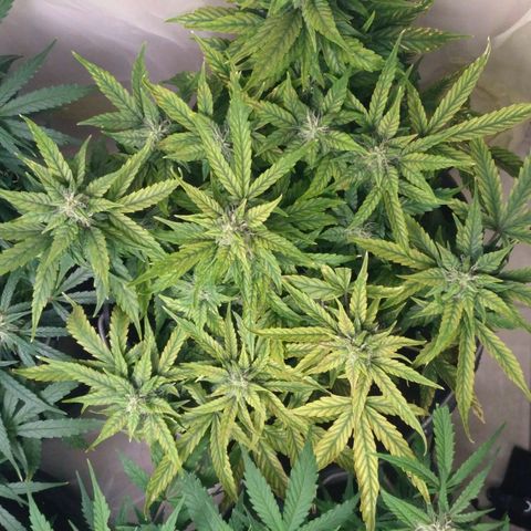Satori growlog timeline photo
