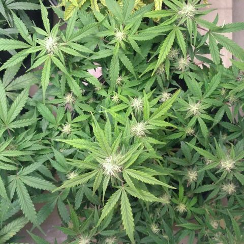 LSD growlog timeline photo