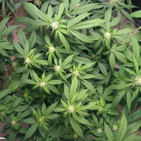 AK 47 Auto growlog timeline photo