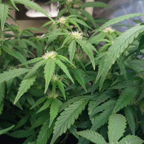 AK 47 Auto growlog timeline photo