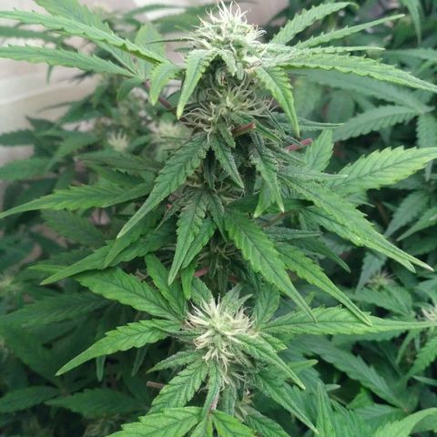 LSD growlog timeline photo