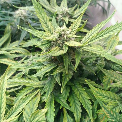 Satori growlog timeline photo