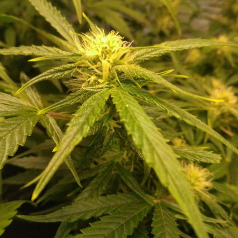 Tutankhamon growlog timeline photo