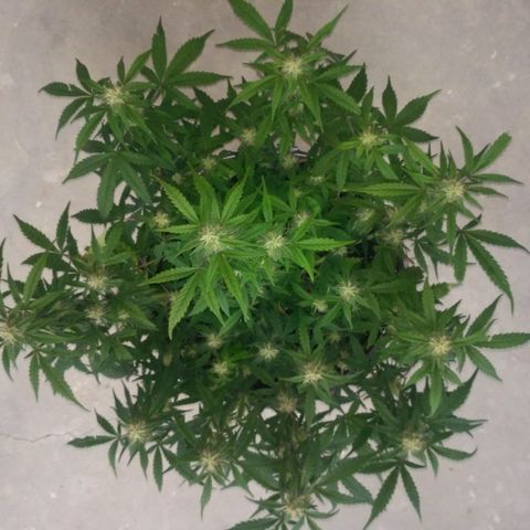 LSD growlog timeline photo