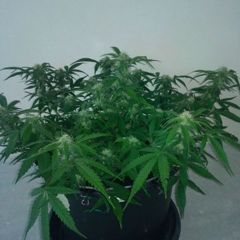 LSD growlog timeline photo