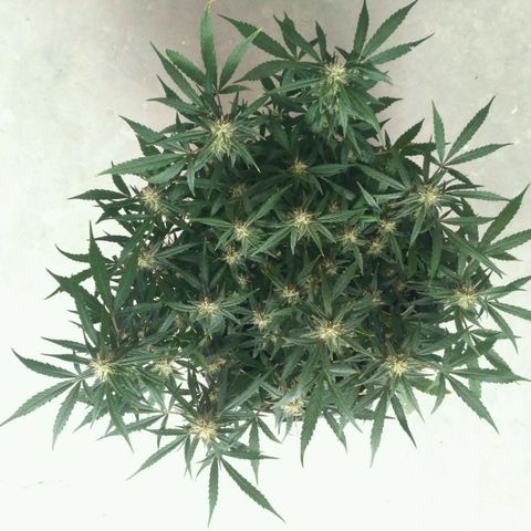 Tutankhamon growlog timeline photo