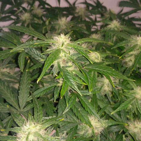 Tutankhamon growlog timeline photo