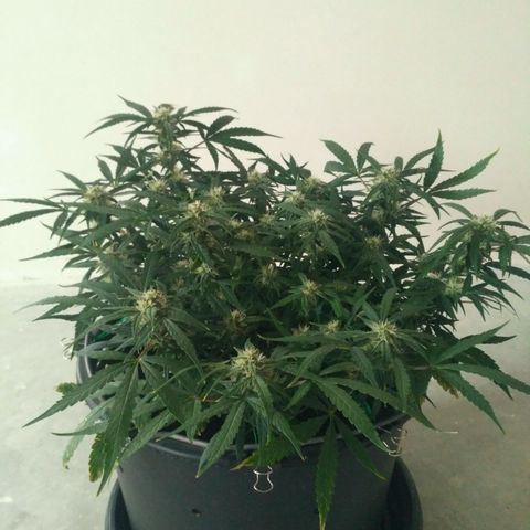 Tutankhamon growlog timeline photo