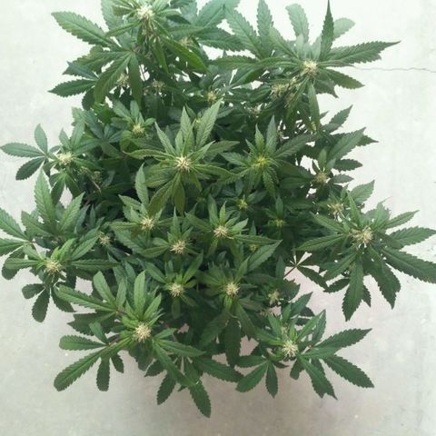 AK 47 Auto growlog timeline photo