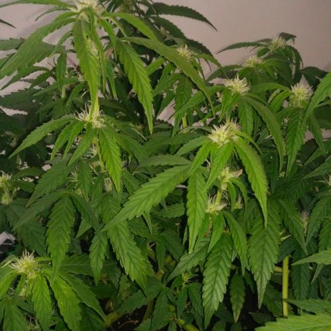 AK 47 Auto growlog timeline photo