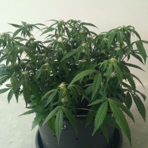 AK 47 Auto growlog timeline photo