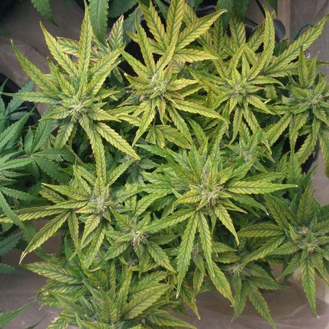Satori growlog timeline photo