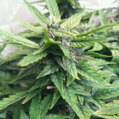 Satori growlog timeline photo