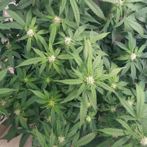 AK 47 Auto growlog timeline photo