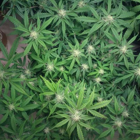 LSD growlog timeline photo