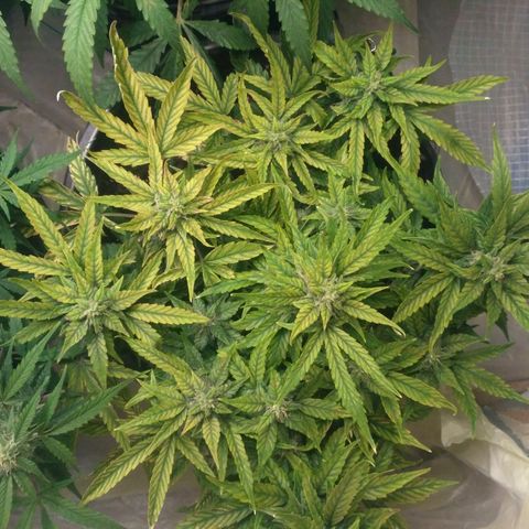 Satori growlog timeline photo