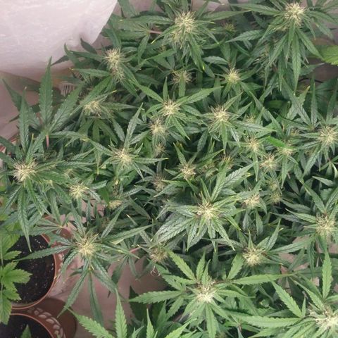 Tutankhamon growlog timeline photo