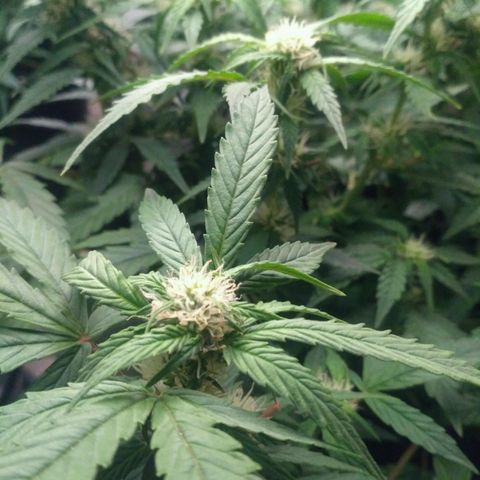 AK 47 Auto growlog timeline photo