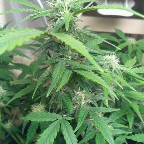 LSD growlog timeline photo