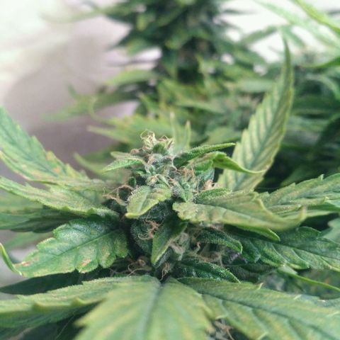 Satori growlog timeline photo