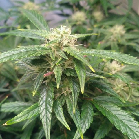 Tutankhamon growlog timeline photo
