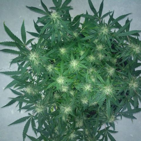 Tutankhamon growlog timeline photo