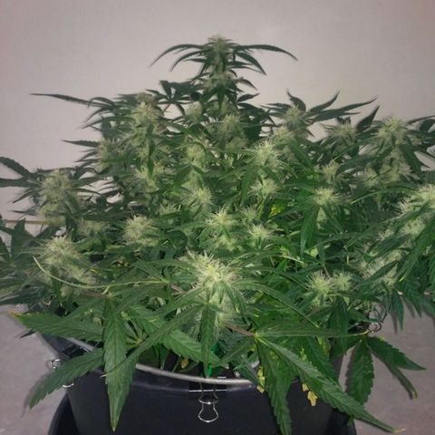 Tutankhamon growlog timeline photo