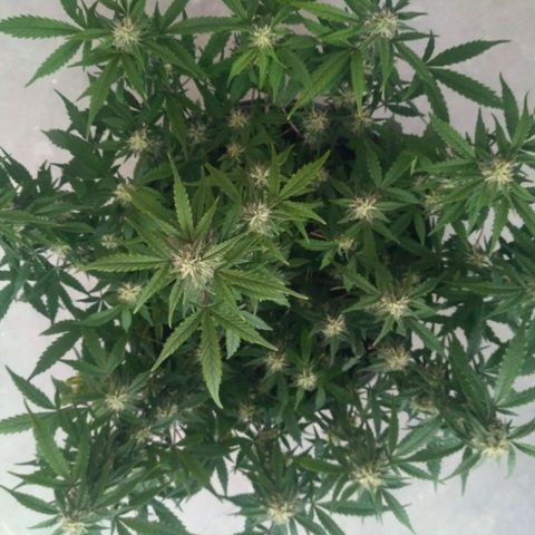 LSD growlog timeline photo
