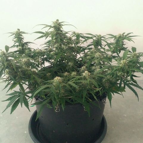 LSD growlog timeline photo