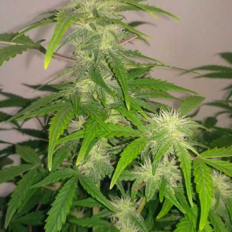 LSD growlog timeline photo