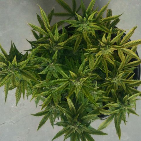 Satori growlog timeline photo
