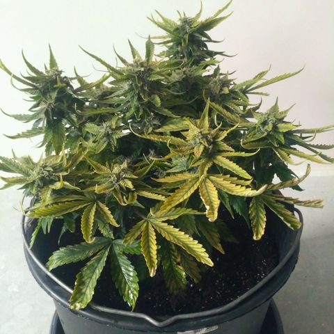 Satori growlog timeline photo