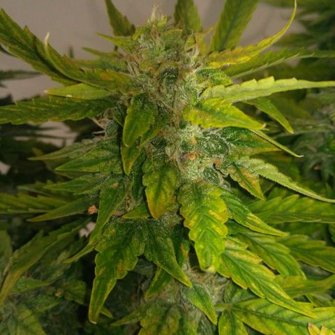Satori growlog timeline photo
