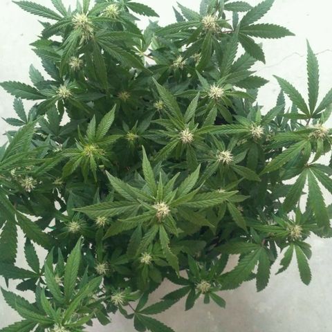AK 47 Auto growlog timeline photo