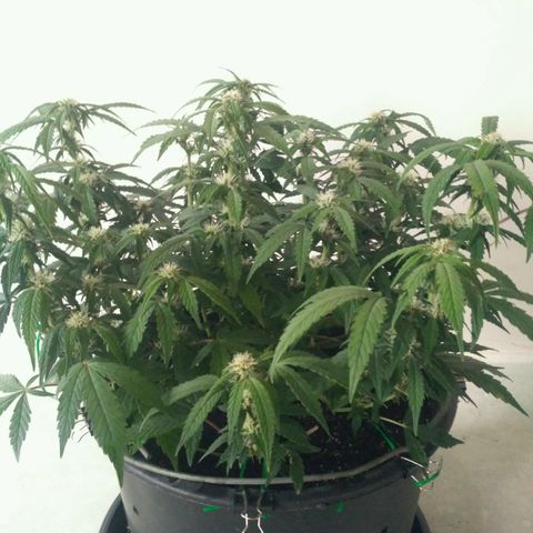 AK 47 Auto growlog timeline photo