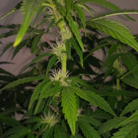 AK 47 Auto growlog timeline photo