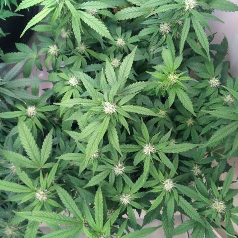 AK 47 Auto growlog timeline photo