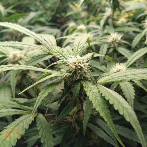 AK 47 Auto growlog timeline photo