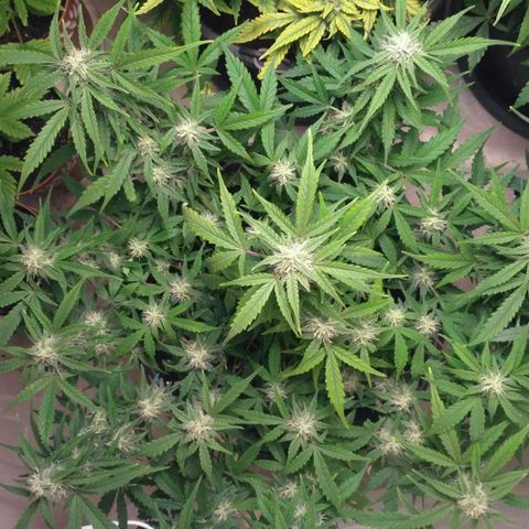 LSD growlog timeline photo