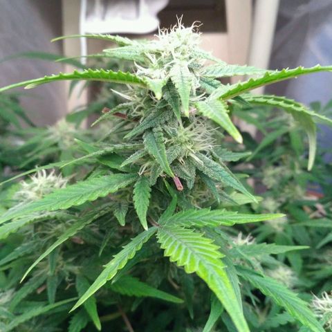 LSD growlog timeline photo